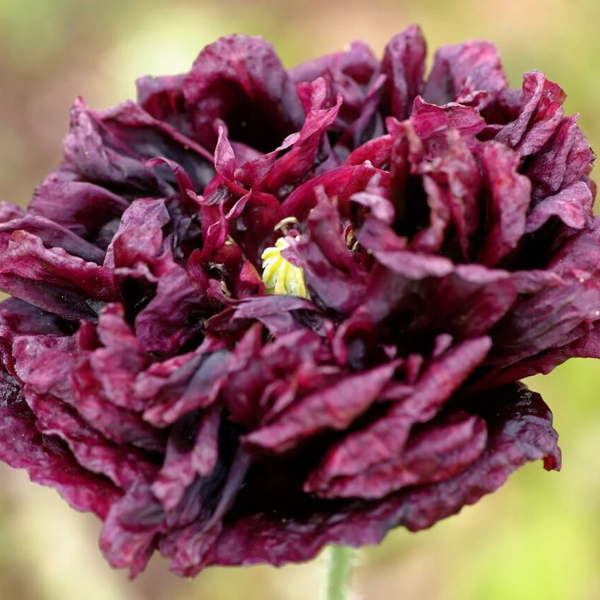 Peony Double Mix Poppy Seeds
