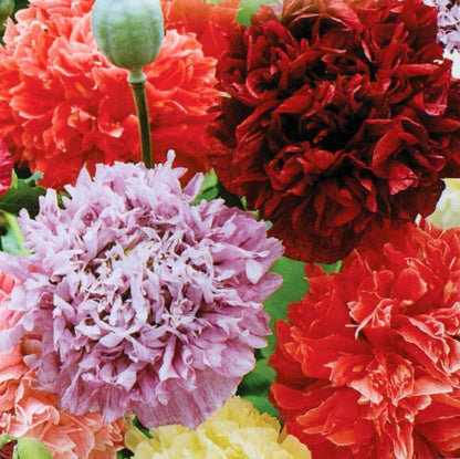 Peony Double Mix Poppy Seeds