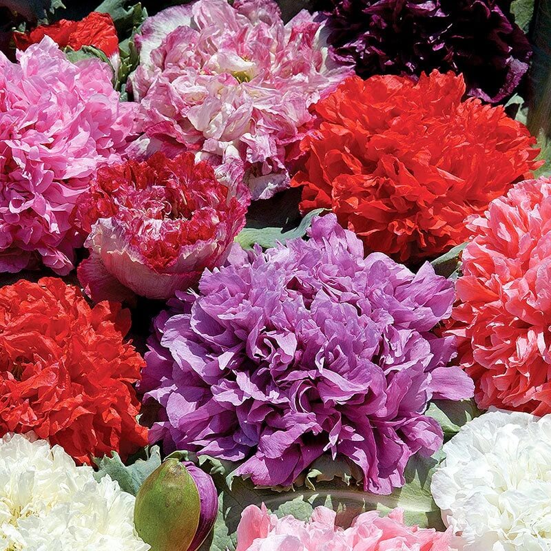 Peony Poppy Seeds