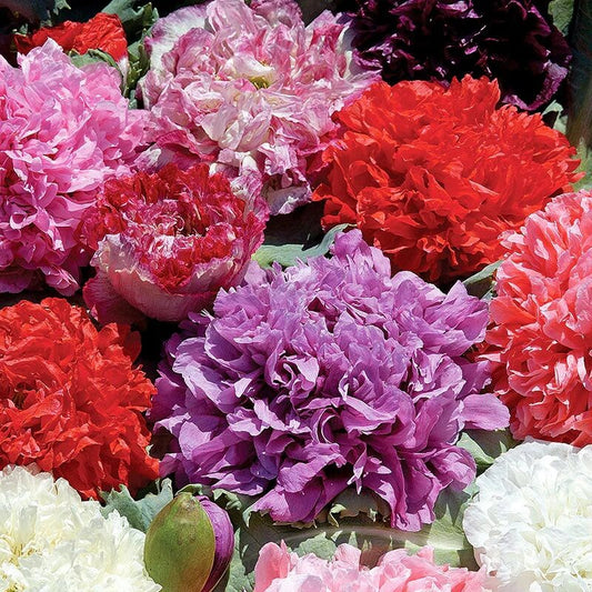 Peony Poppy Seeds