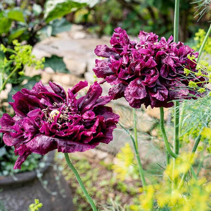 Peony Poppy Seeds