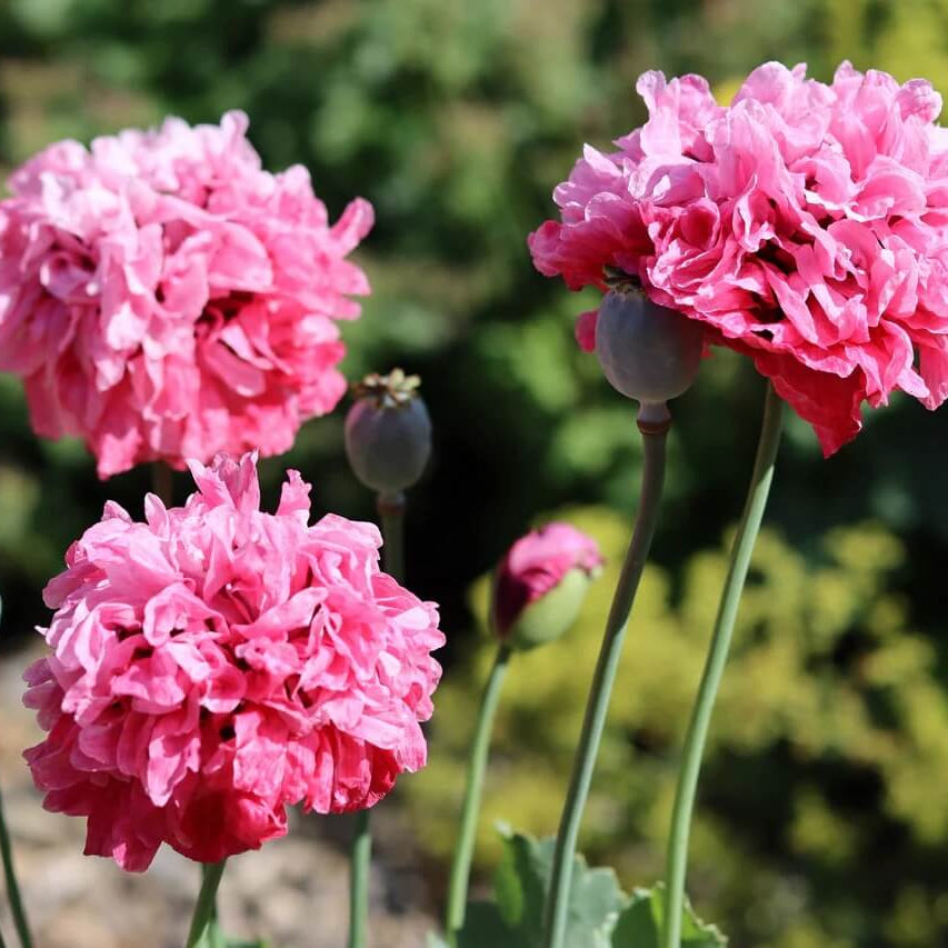 Peony Poppy Seeds