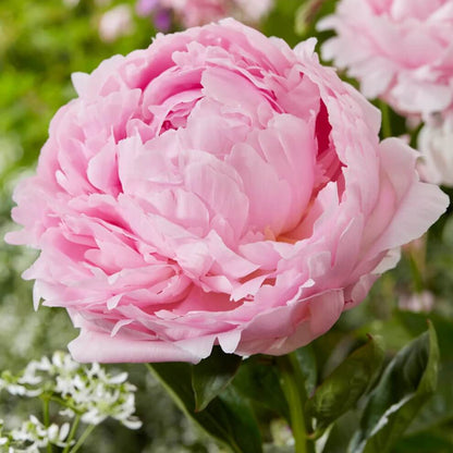 Peony Seeds