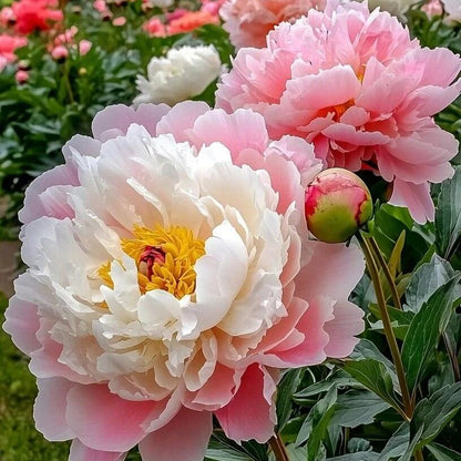 Peony Seeds