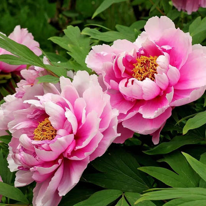 Peony Seeds