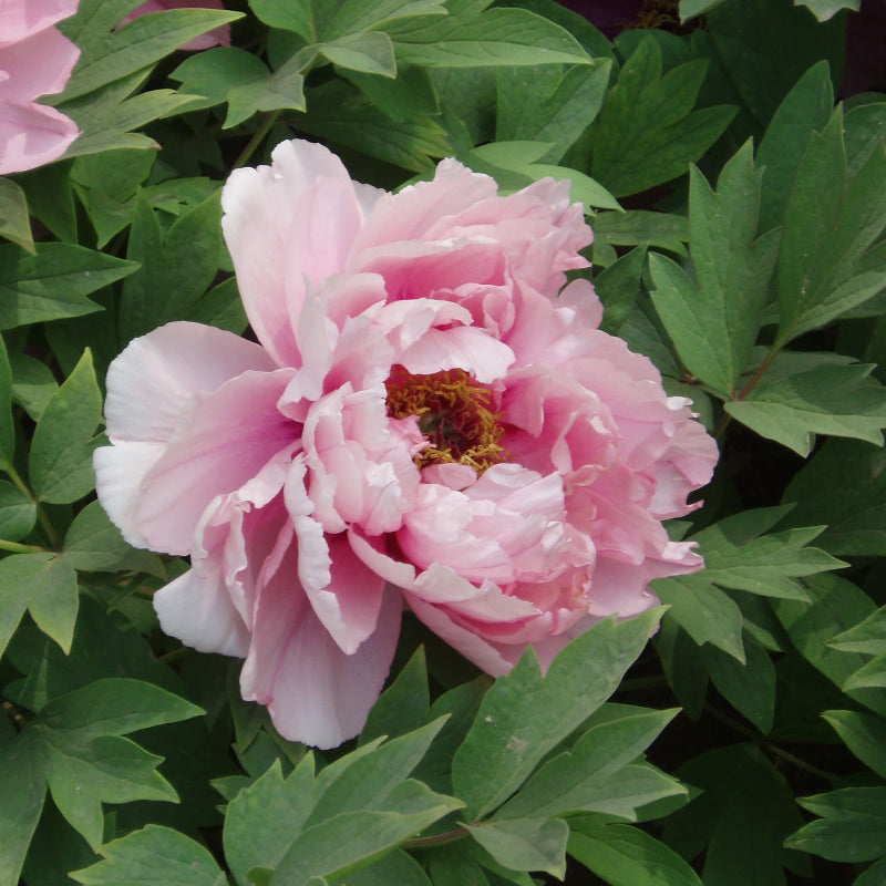 Peony Seeds