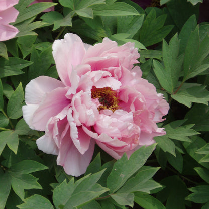 Peony Seeds
