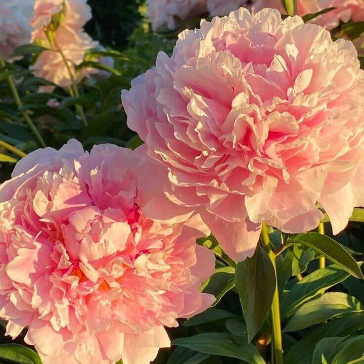 Peony Seeds
