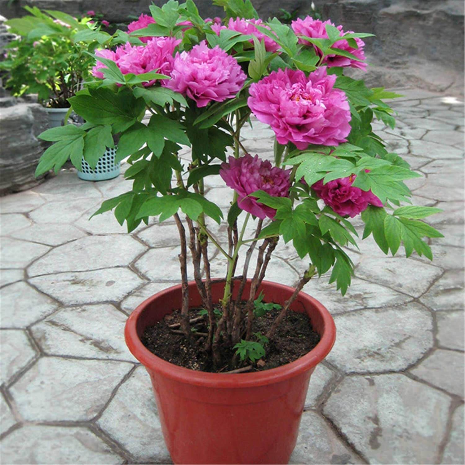 Peony Seeds - Flower Plant