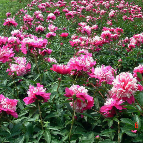 Peony Seeds - Flower Plant