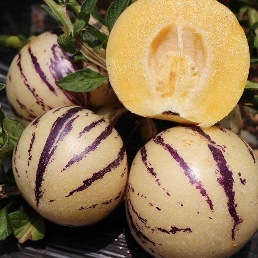 Pepino Dulce Melon Seeds 