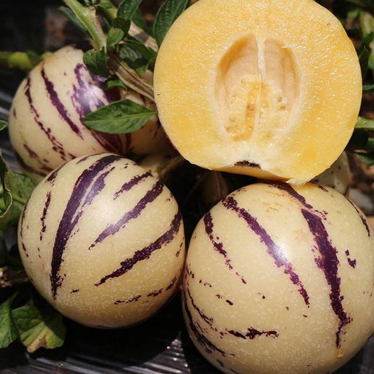 Pepino Dulce Melon Seeds 