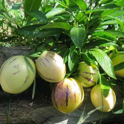 Pepino Dulce Melon Seeds 