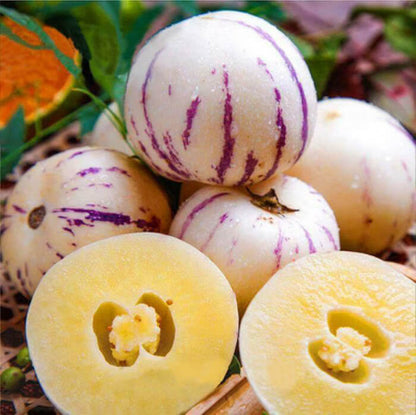 Pepino Dulce Melon Seeds 