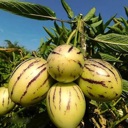 Pepino Dulce Melon Seeds 