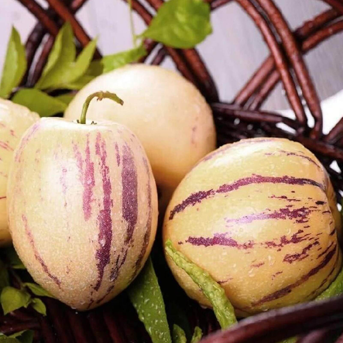 Pepino Dulce Seeds 