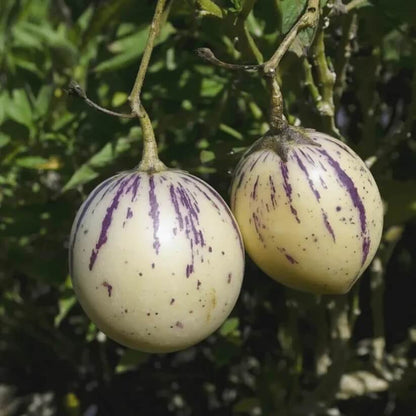 Pepino Melon Seeds 