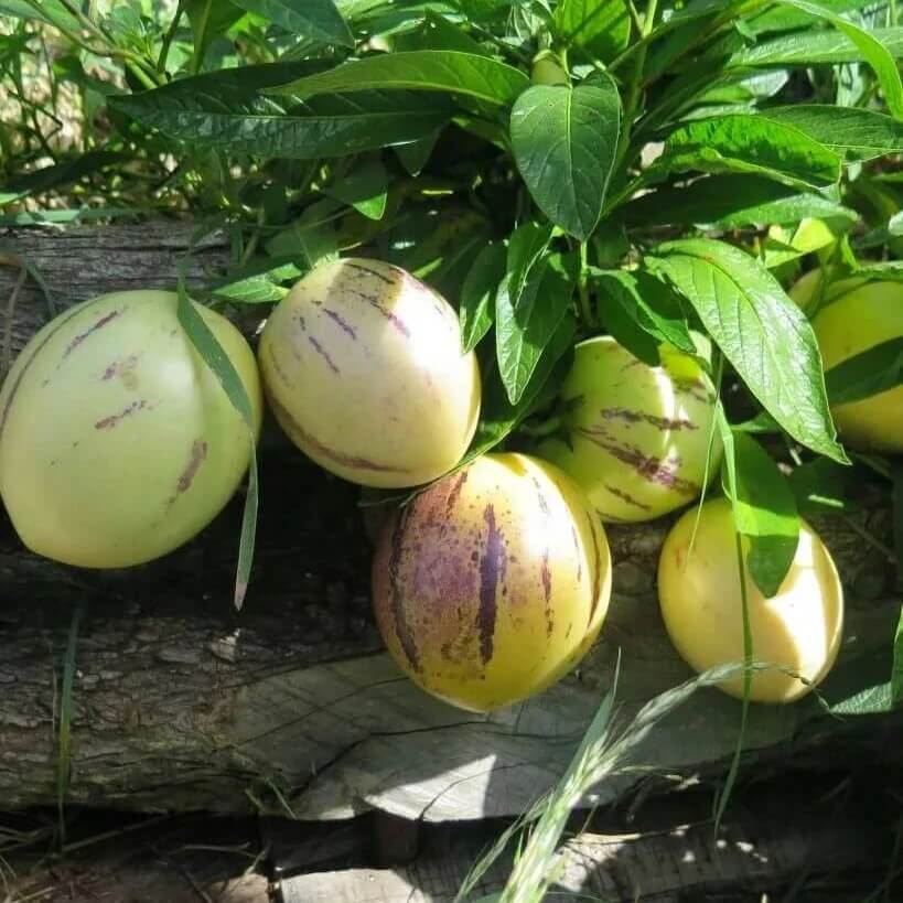 Pepino Melon Seeds 