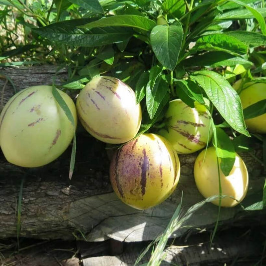 Pepino Seeds - Fruit Plant for Home Gardens