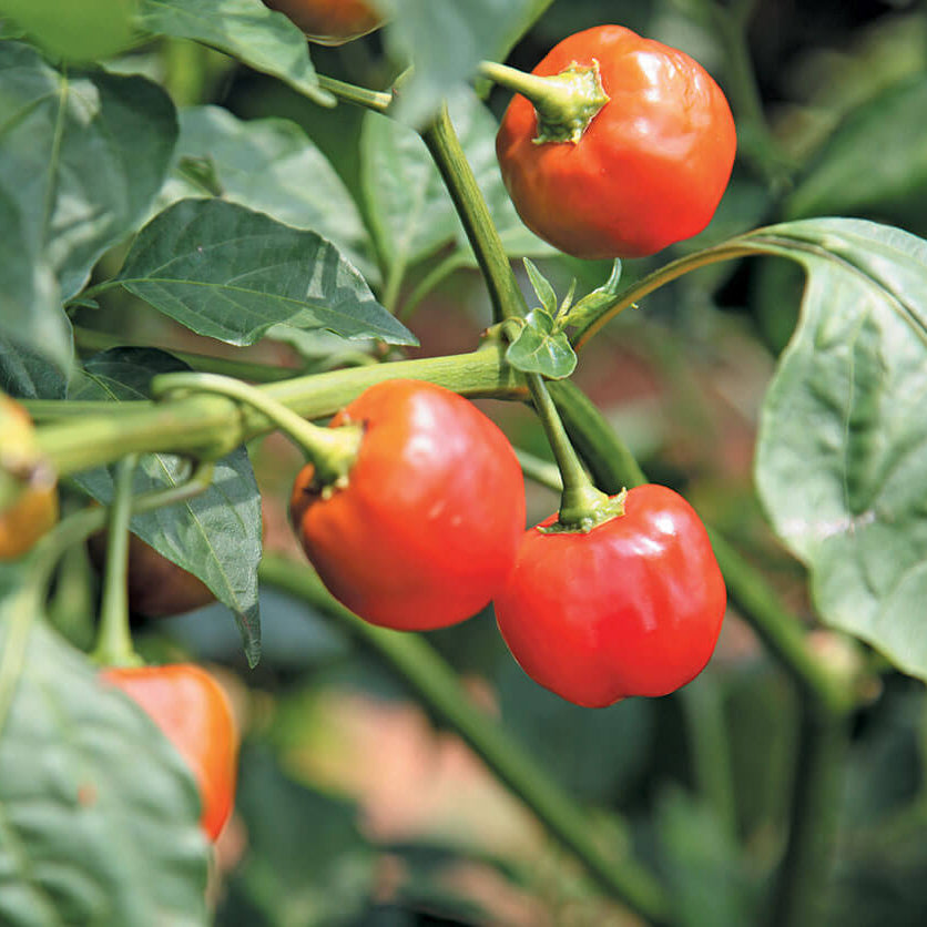 Peppadew Pepper Seeds  - Vegetable Plant