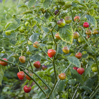 Peppadew Pepper Seeds  - Vegetable Plant