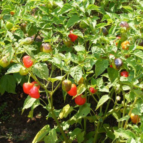 Peppadew Pepper Seeds  - Vegetable Plant