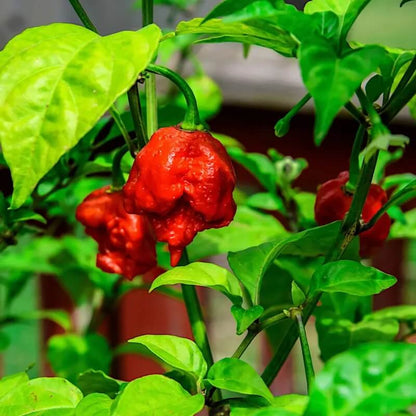 Pepper Carolina Reaper Seeds 