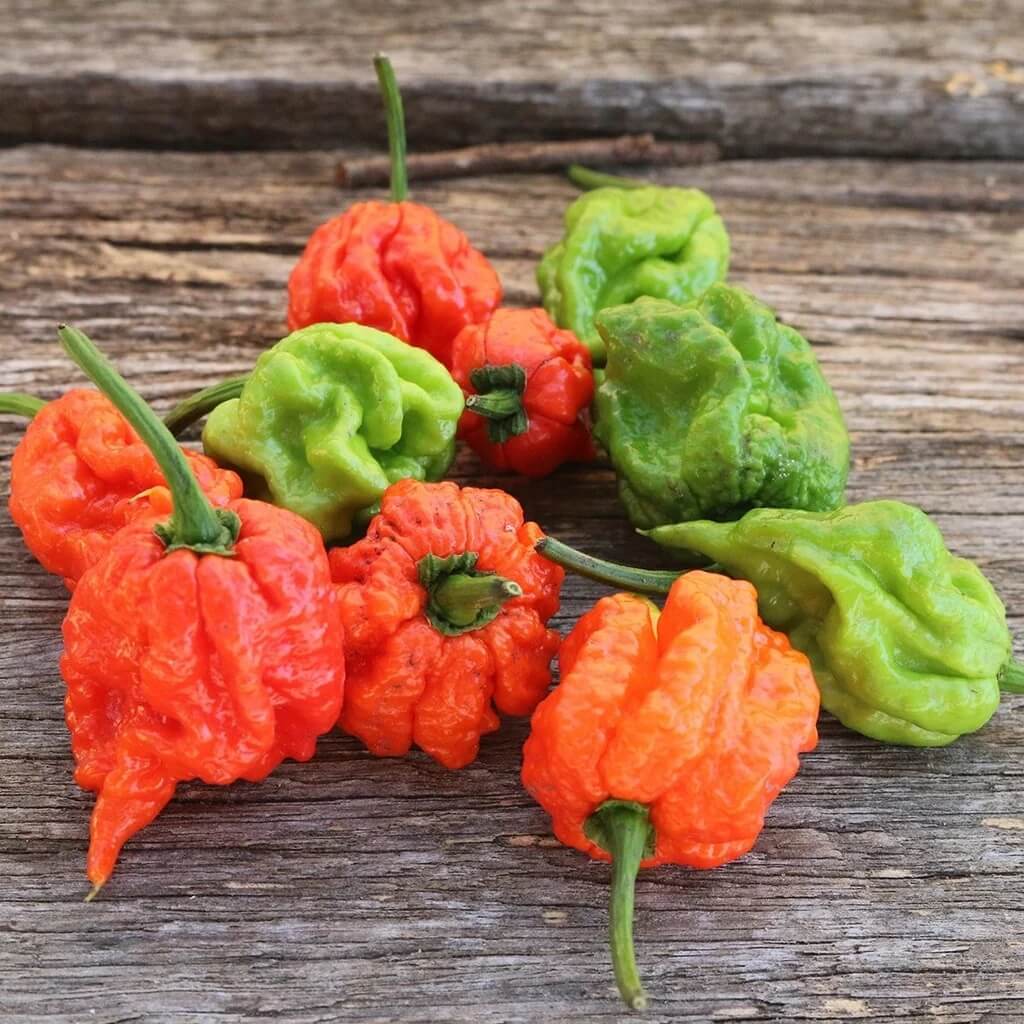 Pepper Carolina Reaper Seeds 