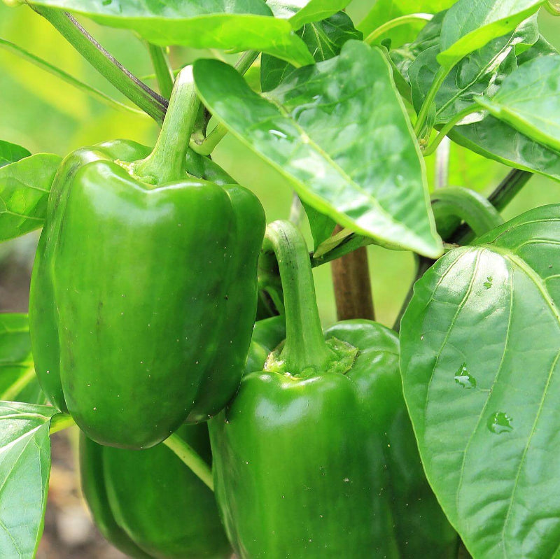 Pepper Seeds