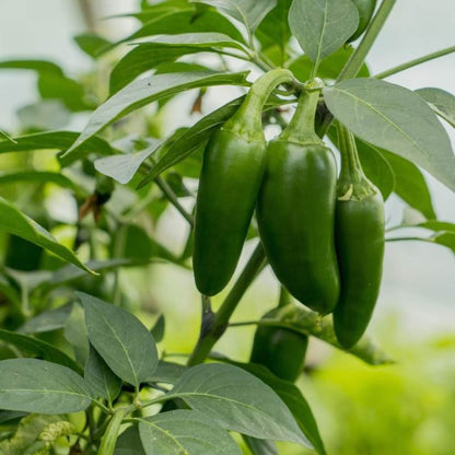 Pepper Seeds