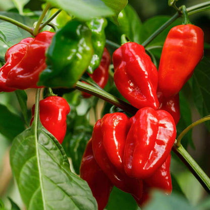 Pepper Seeds