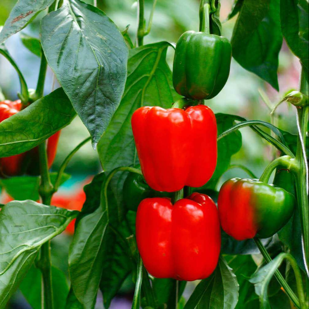Pepper Seeds