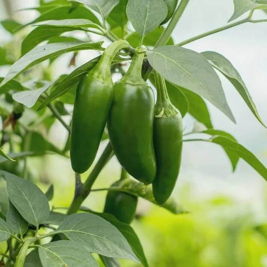 Pepper Seeds - Vegetable Plant