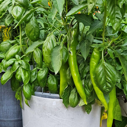Pepper Seeds - Vegetable Plant