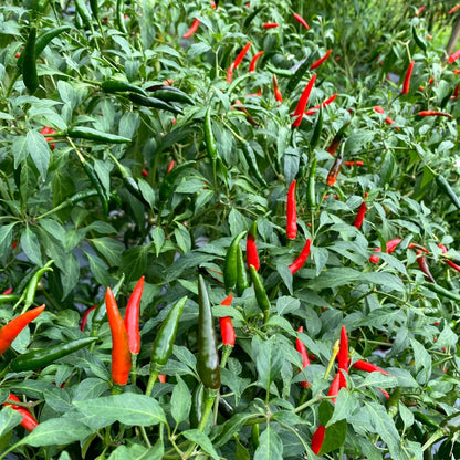 Pepper Seeds - Vegetable Plant