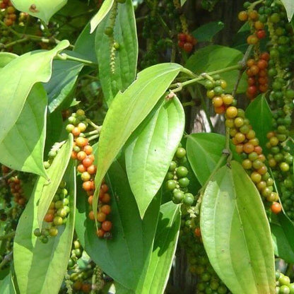 Peppercorn Tree Seeds