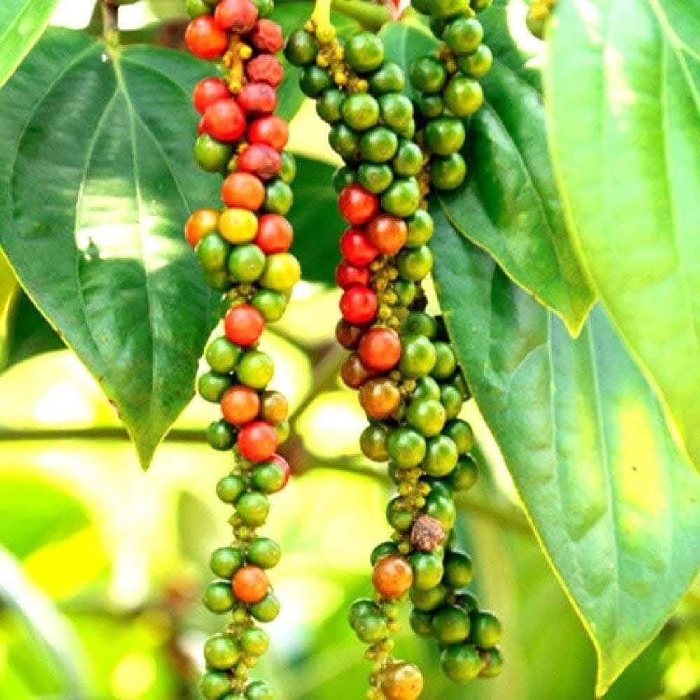 Peppercorn Tree Seeds