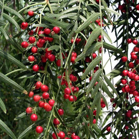 Peppercorn Tree Seeds