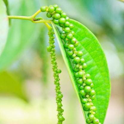 Peppercorn Tree Seeds