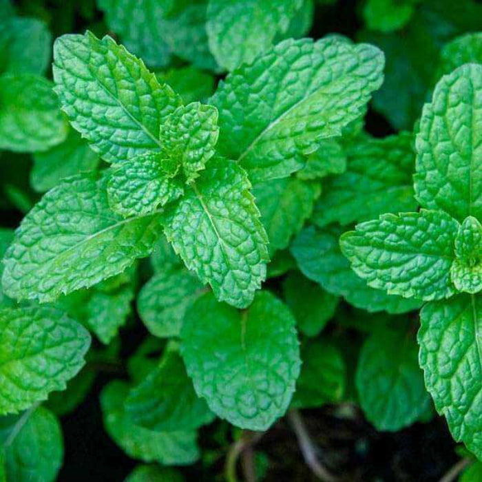 Peppermint Seeds - Herbal Plant