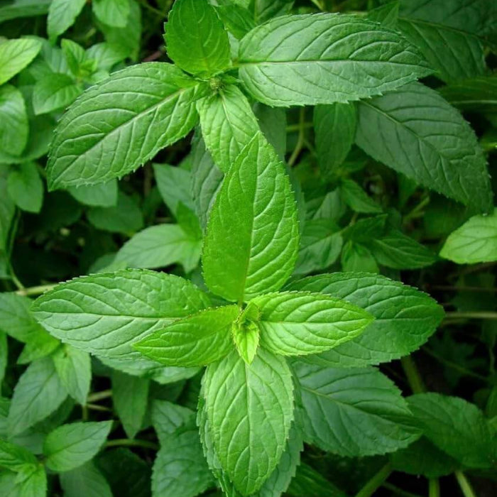 Peppermint Seeds - Herbal Plant
