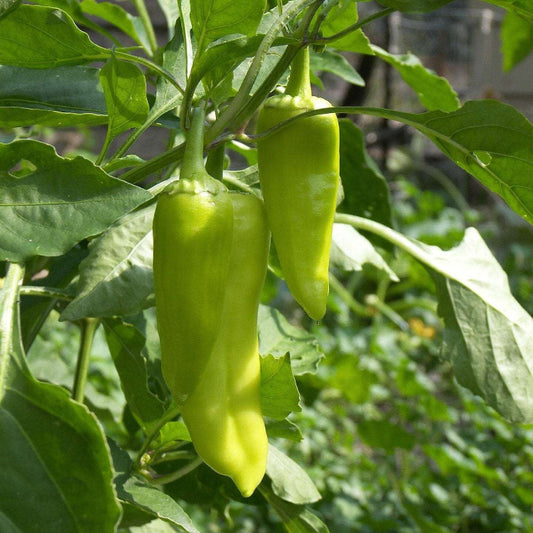 Pepperoncini Pepper Seeds - Vegetable Plant