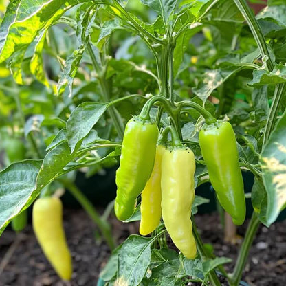 Pepperoncini Pepper Seeds - Vegetable Plant