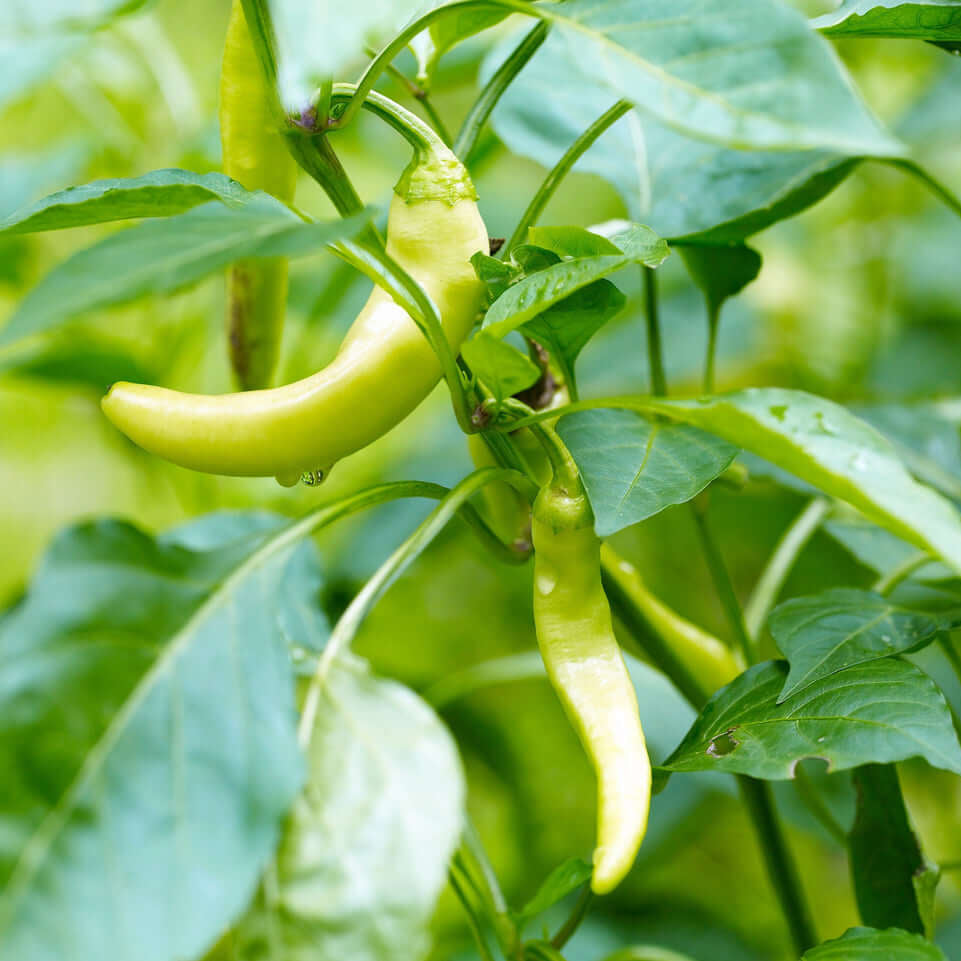 Pepperoncini Pepper Seeds - Vegetable Plant