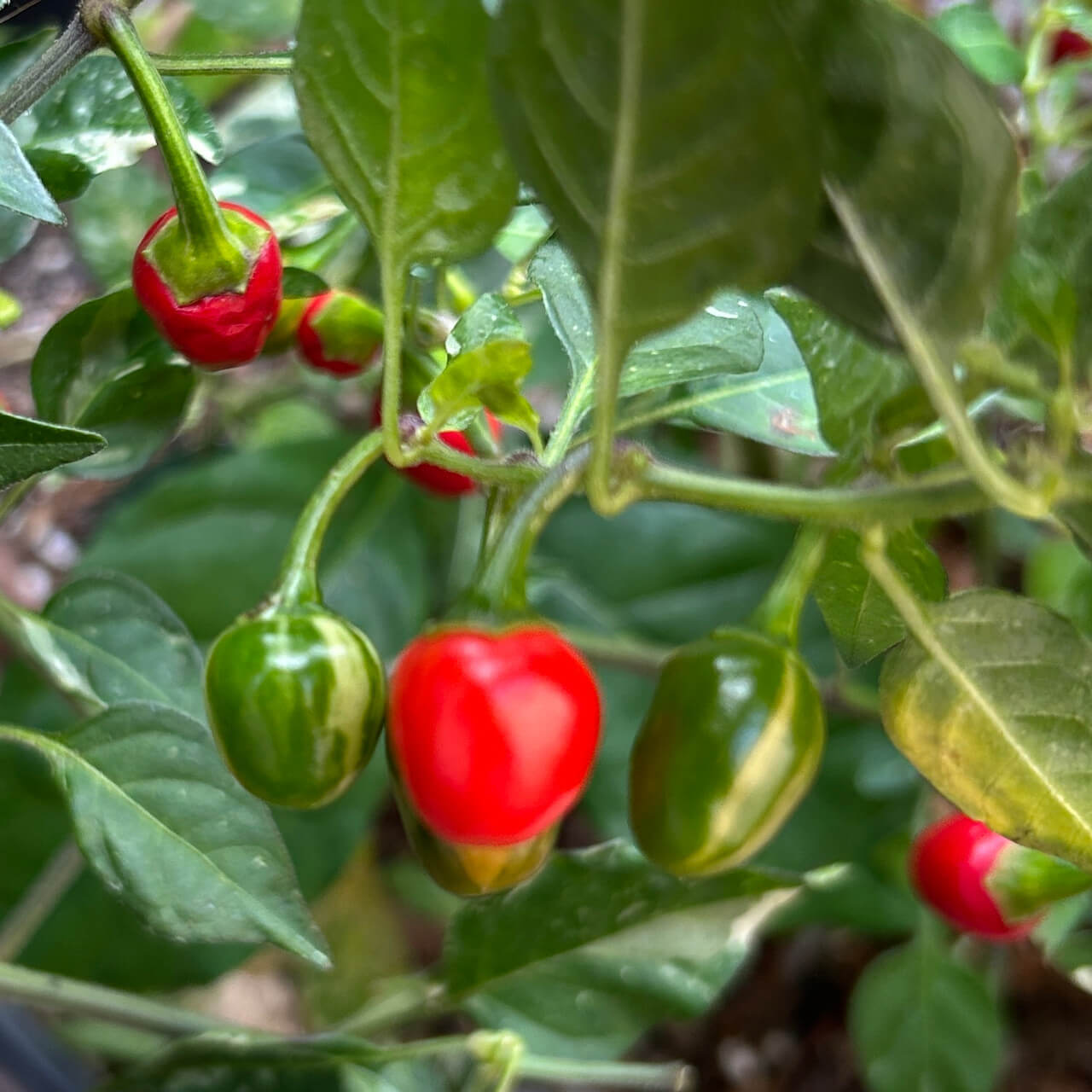 Pequin Pepper Seeds - Vegetable Plant