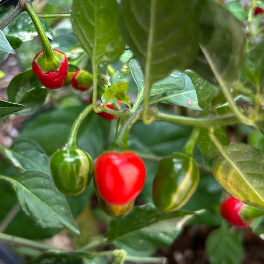 Pequin Pepper Seeds - Vegetable Plant