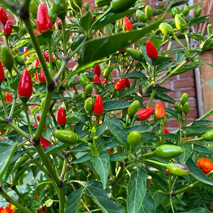 Pequin Pepper Seeds - Vegetable Plant