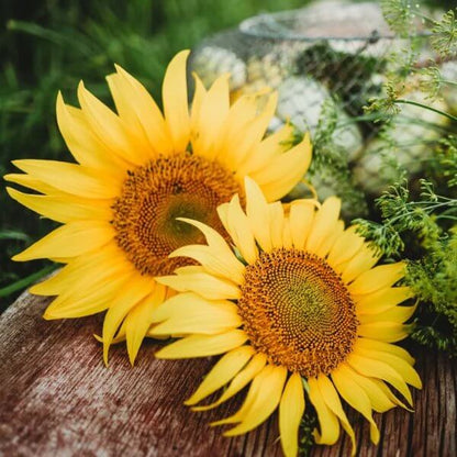 Peredovik Sunflower Seeds for Planting - Heirloom Flower Plant for Home Gardens