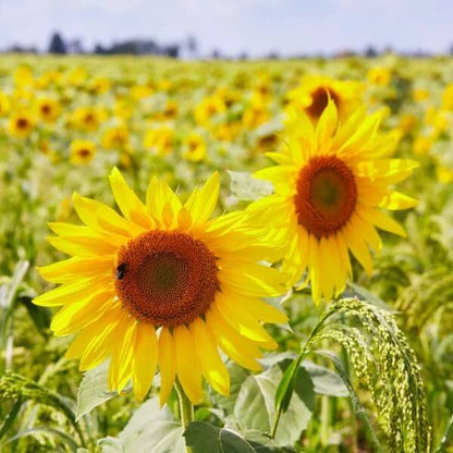Peredovik Sunflower Seeds for Planting - Heirloom Flower Plant for Home Gardens