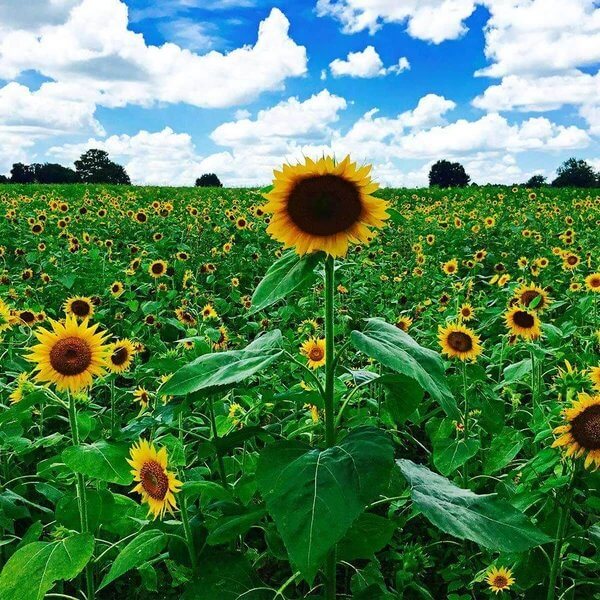 Peredovik Sunflower Seeds for Planting - Heirloom Flower Plant for Home Gardens